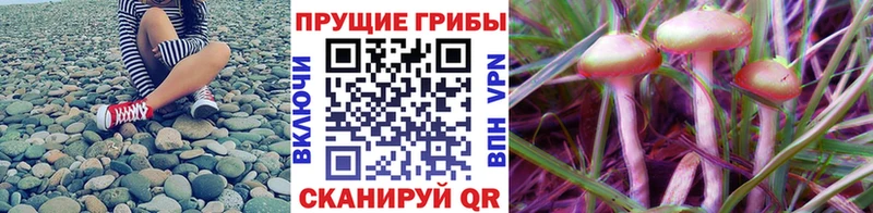 Галлюциногенные грибы мицелий Россошь